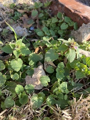 Lamium purpureum