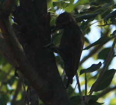 Dryobates passerinus