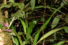 Nymphargus posadae