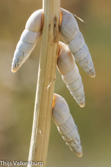 Leucomastus eburneus