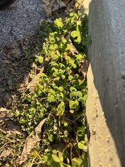 Trifolium repens
