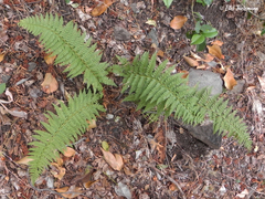 Polystichum chilense