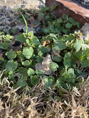 Lamium purpureum