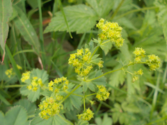 Alchemilla vulgaris