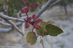 Pistacia vera