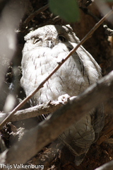 Otus brucei