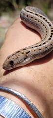 Cape York Scaly-Foot photo 2