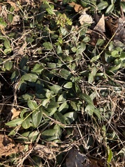 Vinca minor