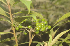 Solanum trachycyphum