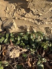 Vinca minor