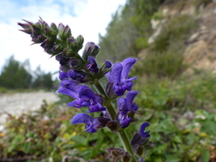 Salvia sclareoides