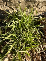 Poaceae