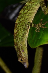 Anolis podocarpus