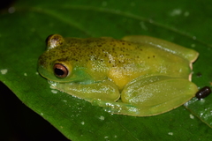 Hyloscirtus phyllognathus