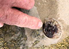 Chrysaora pentastoma