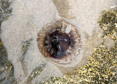 Chrysaora pentastoma