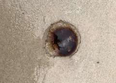 Chrysaora pentastoma