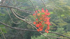 Delonix regia