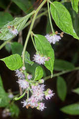 Lepidaploa salzmannii