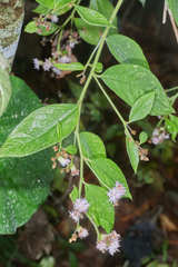 Lepidaploa salzmannii