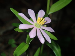 Sabatia capitata