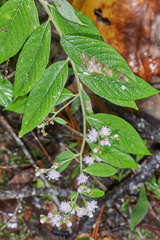 Lepidaploa salzmannii