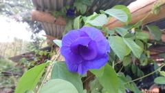 Clitoria ternatea