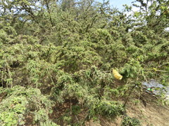 Prosopis limensis