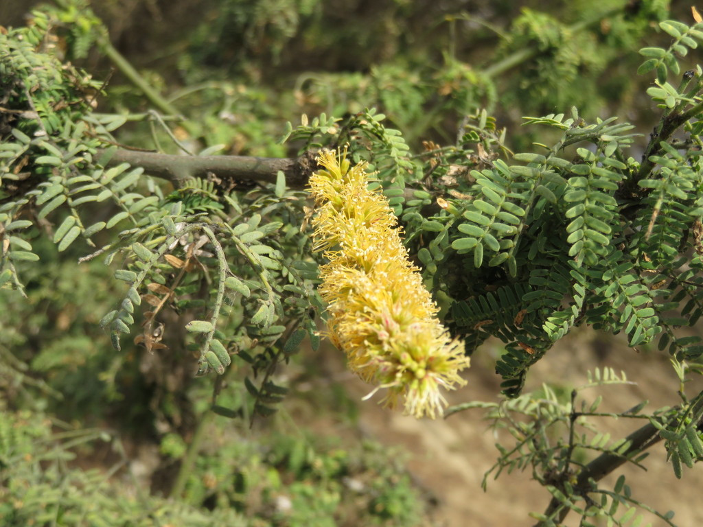 Prosopis limensis Benth. 3