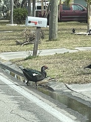 Cairina moschata domestica