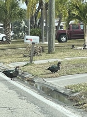 Cairina moschata domestica