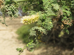Prosopis limensis