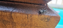 Maeota dorsalis