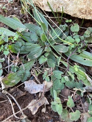 Plantago lanceolata