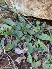 Plantago lanceolata