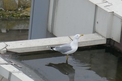 Larus michahellis