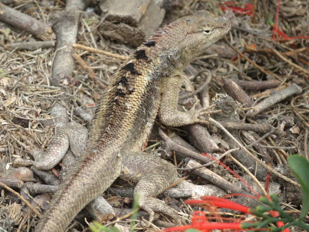 Knobbed Pacific Iguana