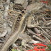 Knobbed Pacific Iguana - Photo (c) Rob Westerduijn, some rights reserved (CC BY-NC), uploaded by Rob Westerduijn