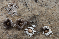 Diderma rufostriatum