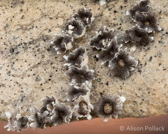 Diderma rufostriatum