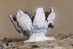 Diderma rufostriatum