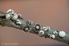 Diderma rufostriatum