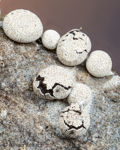 Representative image of Diderma rufostriatum