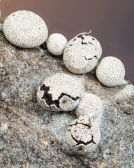 Diderma rufostriatum