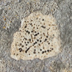 Bagliettoa baldensis