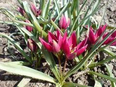 Tulipa humilis
