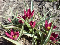 Tulipa humilis