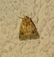 Atypha pulmonaris