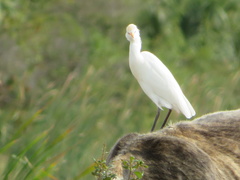 Bubulcus ibis image