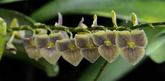 Stelis argentata